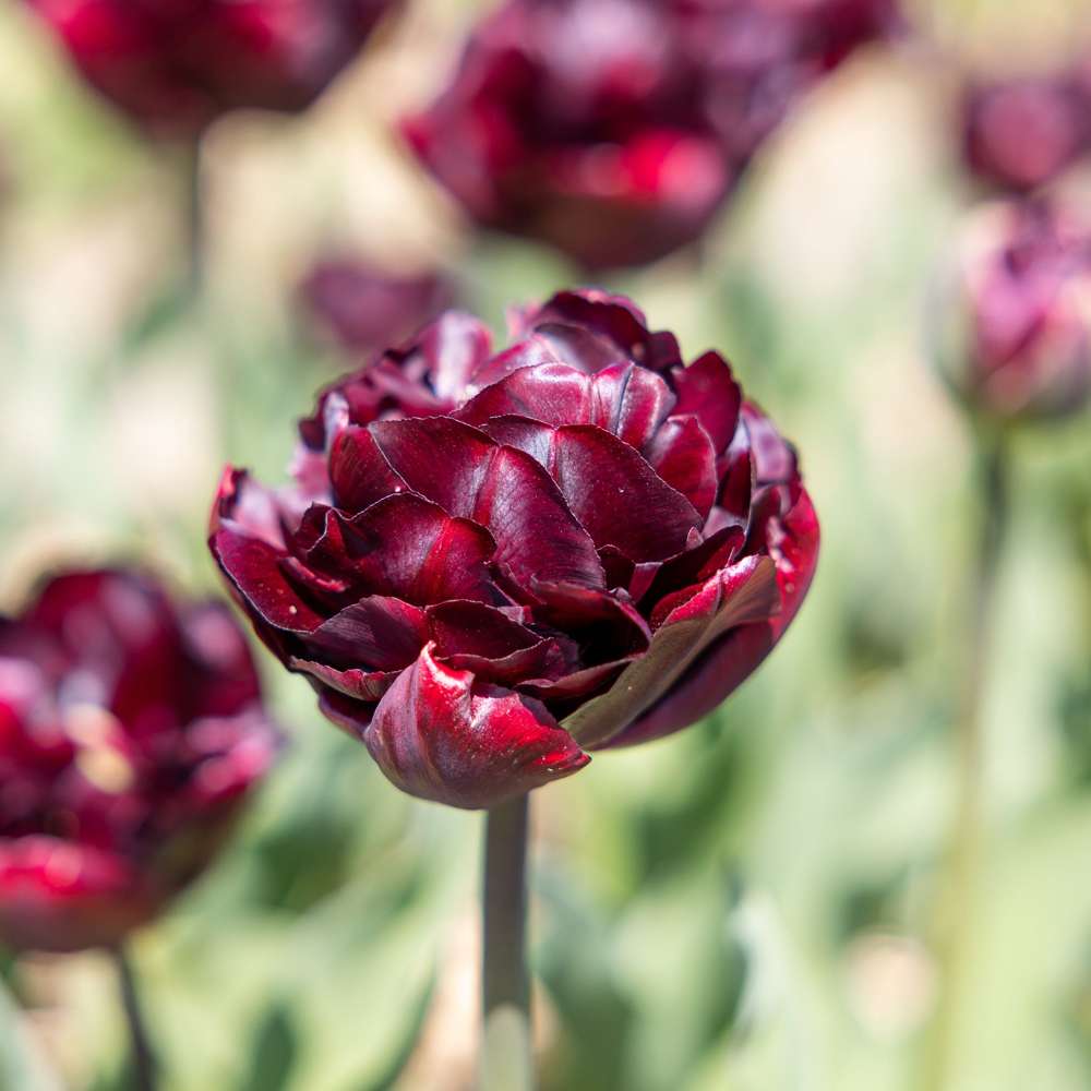 Tulipan 'Palmyra'